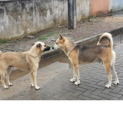 Cara Preta E O Dogo 2