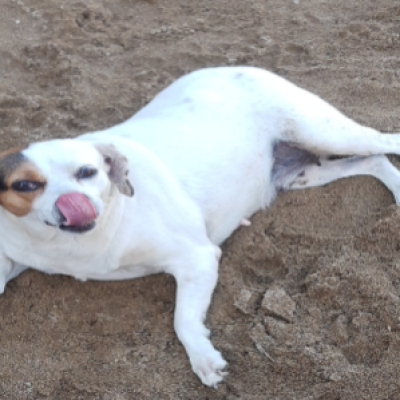 Fotos-Animais